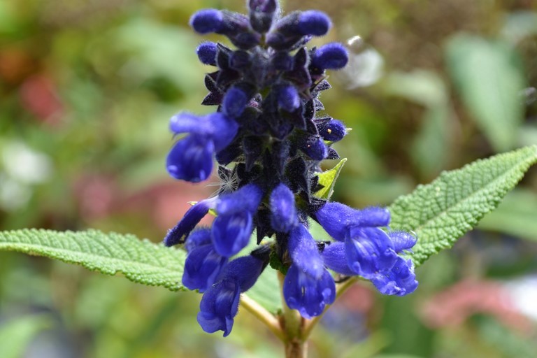 salvia corrugata