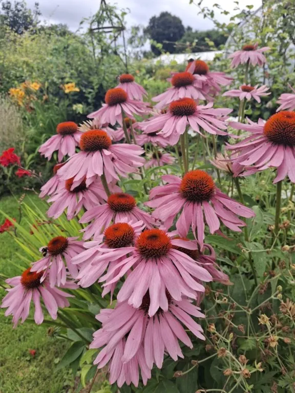 ECHINACEA