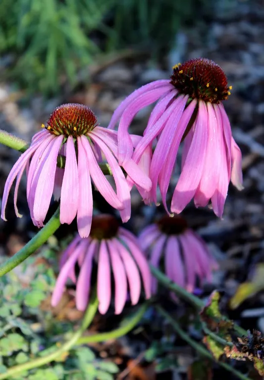 ECHINACEA SIMULATA