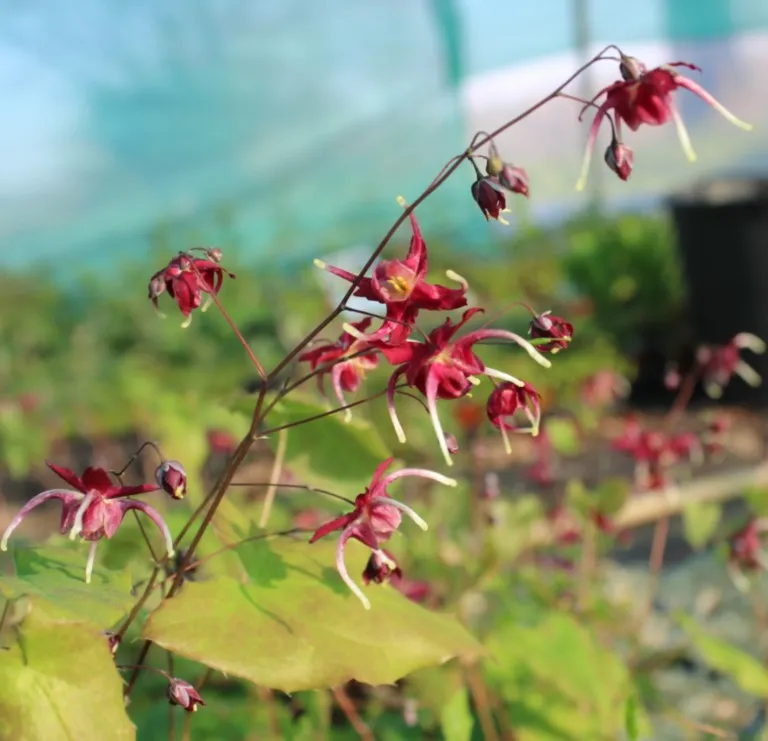 Epimedium 'Red Maximum'