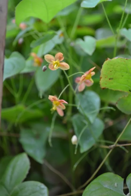 Epimedium x warleyense