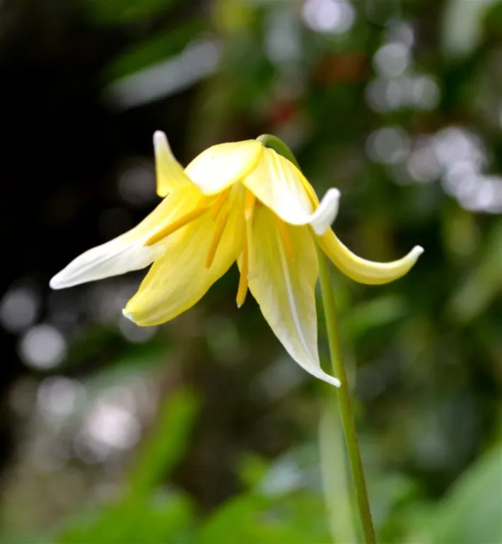 Erythronium 'Pagoda'