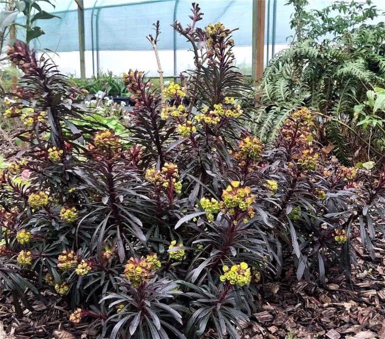 Euphorbia characias 'Miner's merlot'