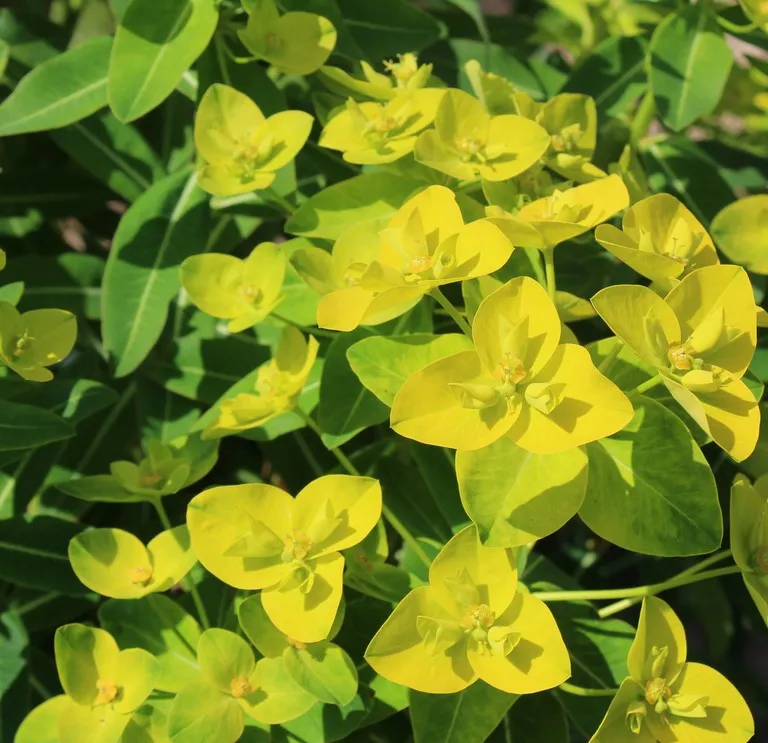 euphorbia wallichii