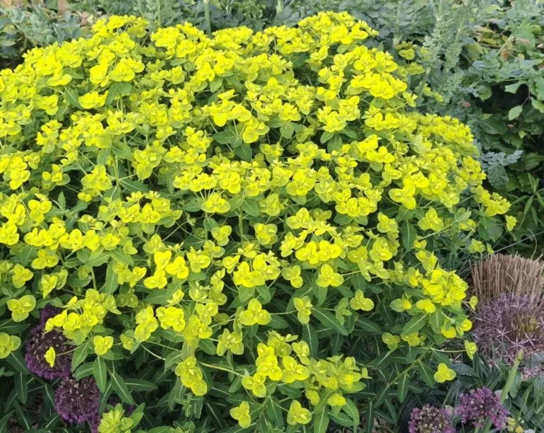 Euphorbia wallichii