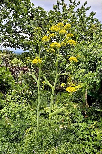 Ferula communis