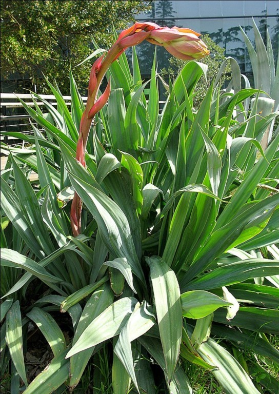 Beschorneria yuccoides