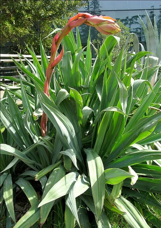 Beschorneria yuccoides