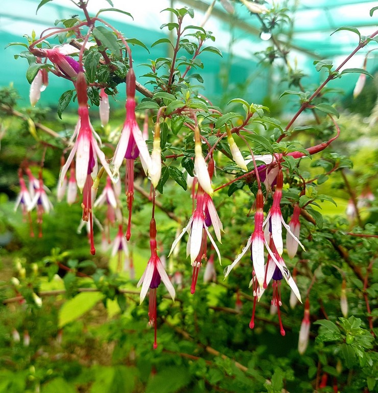 Fuchsia magellanica 'arauco'