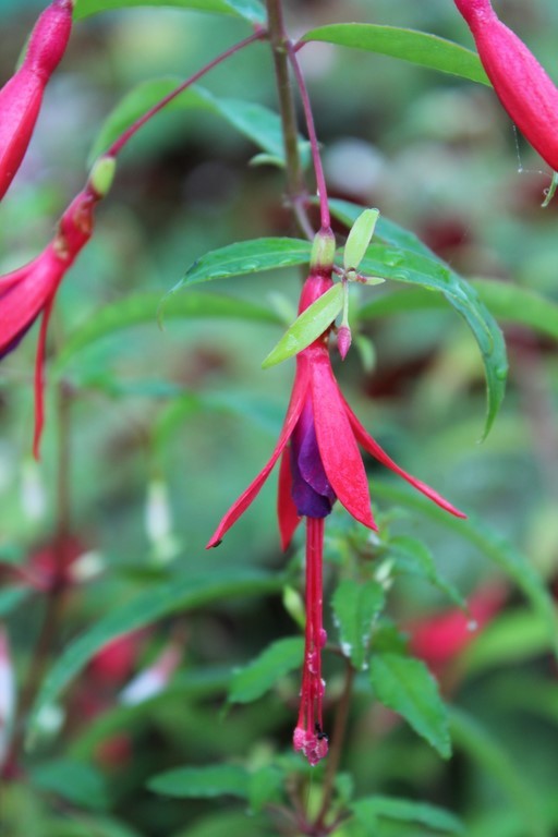 fuchsia hatschbachii