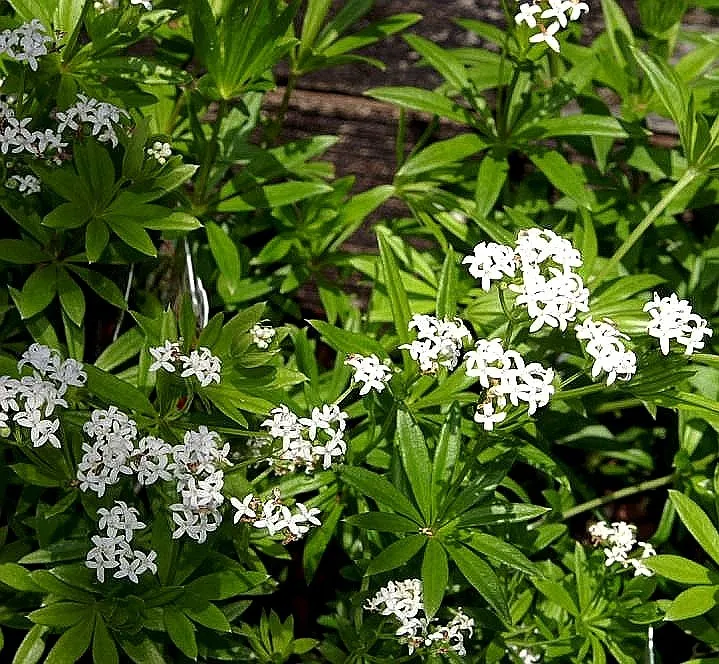 Galium odoratum