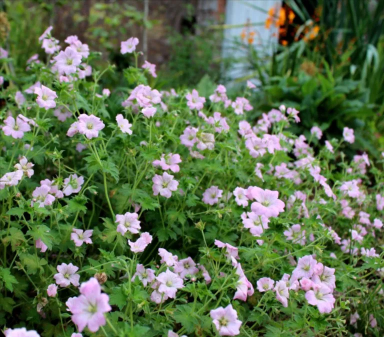 Geranium 'Dreamland'