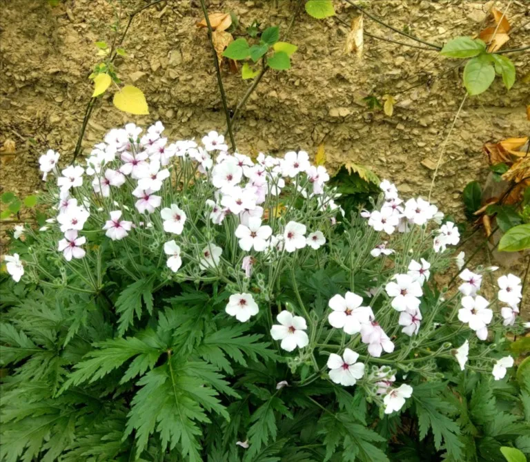 Geranium maderense 'Guernsey White'
