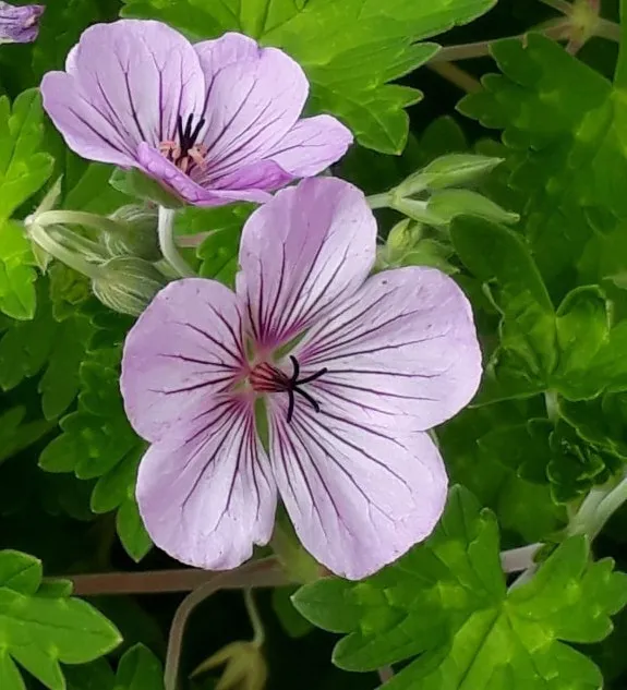 geranium