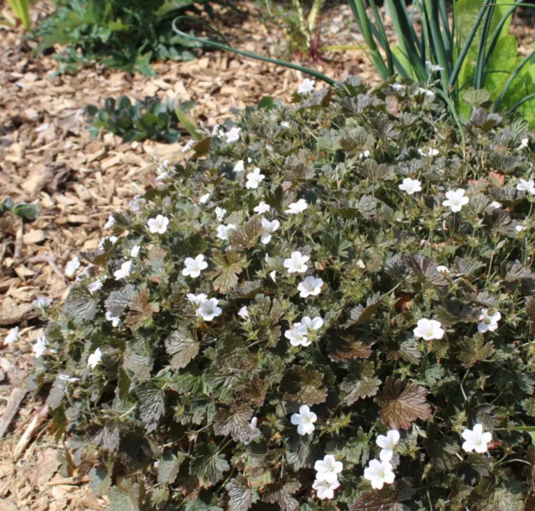 Geranium 'Rothbury red'