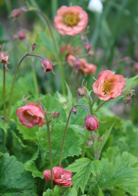 Geum Salmon delight