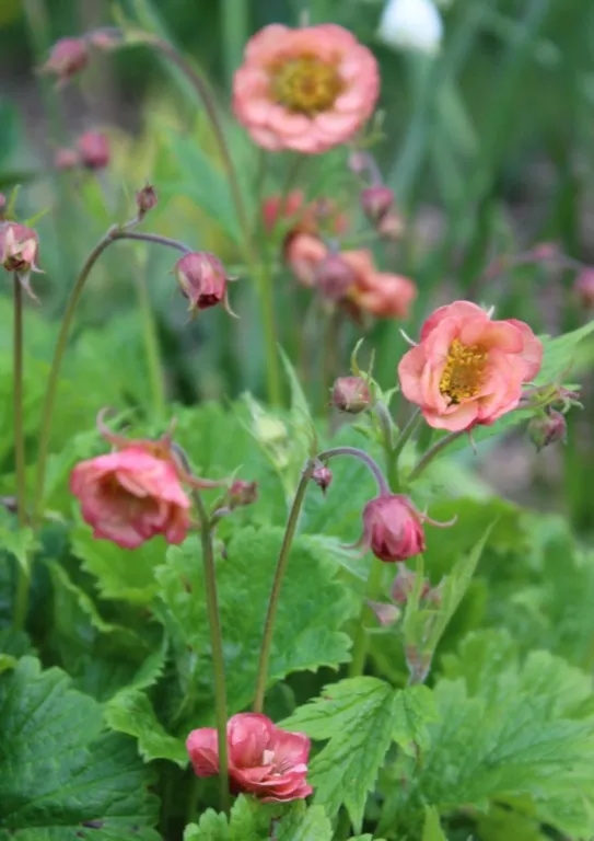 Geum Salmon delight