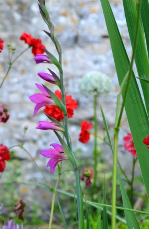 Gladiolus communis ssp. byzantinus