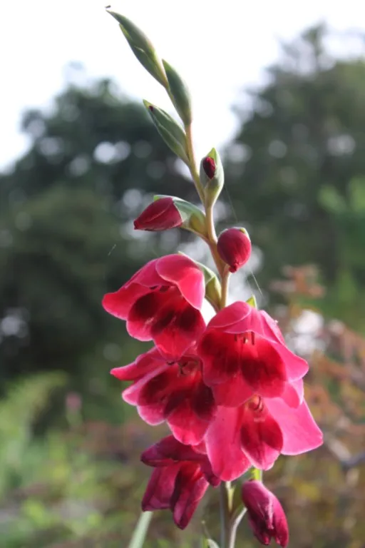 Gladiolus papilio 'Ruby'