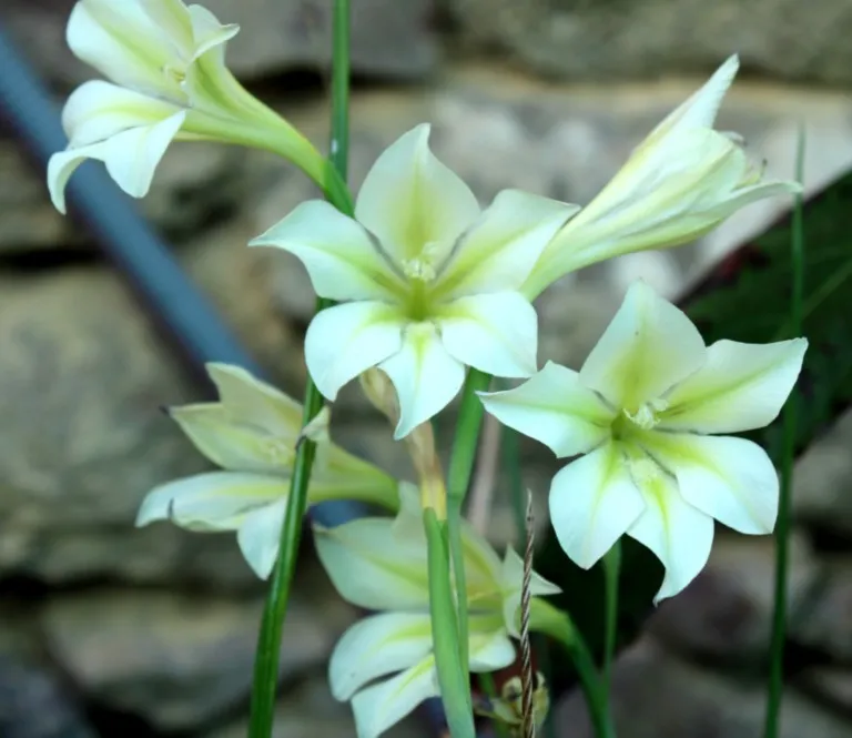 Gladiolus tristis