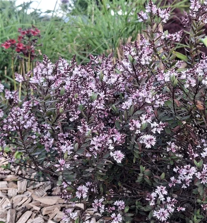 Hebe 'Pink Paradise'