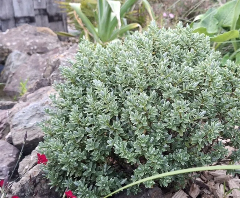 Hebe pinguifolia 'Sutherlandii'