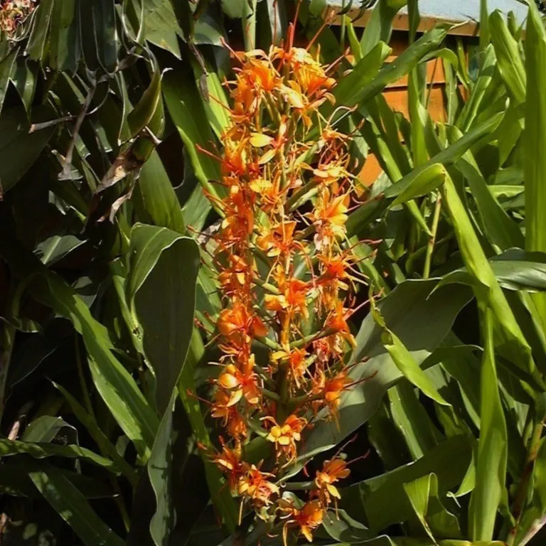 Hedychium