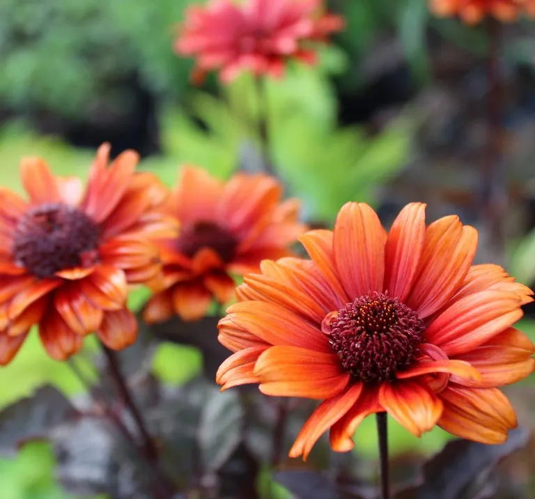 Heliopsis bleeding hearts