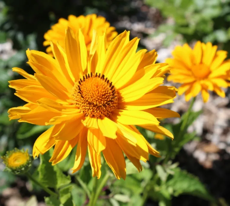 Heliopsis 'Venus'