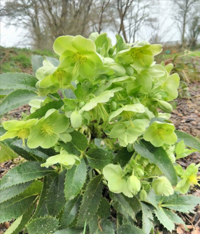 Helleborus argutifolius