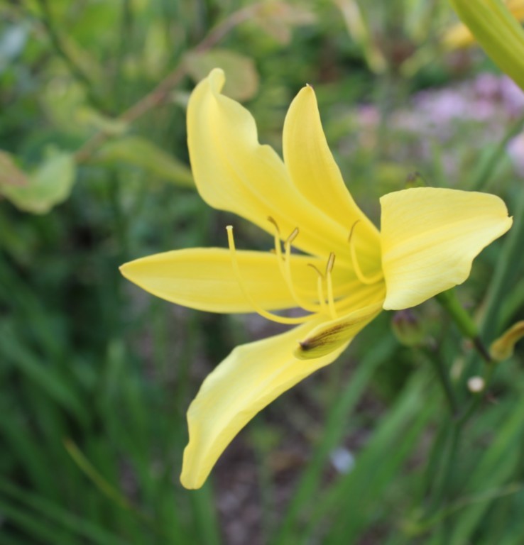 Hemerocallis citrina