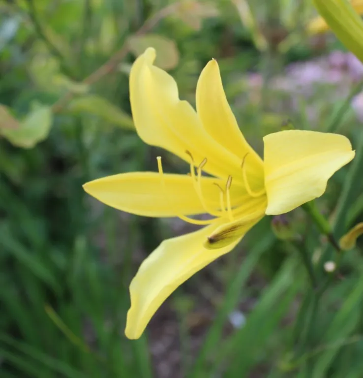 Hemerocallis citrina