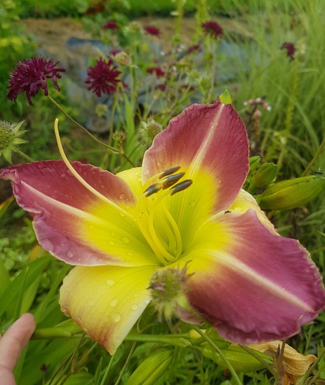Hemerocallis 'cocktail party'