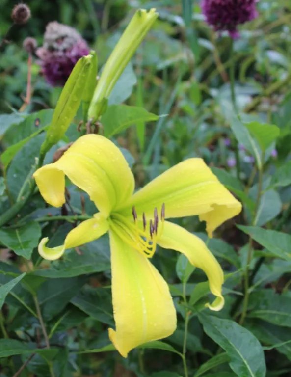 Hemerocallis 'Green Arrow'