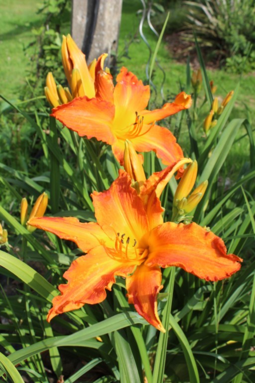 Hemerocallis 'Primal Scream'