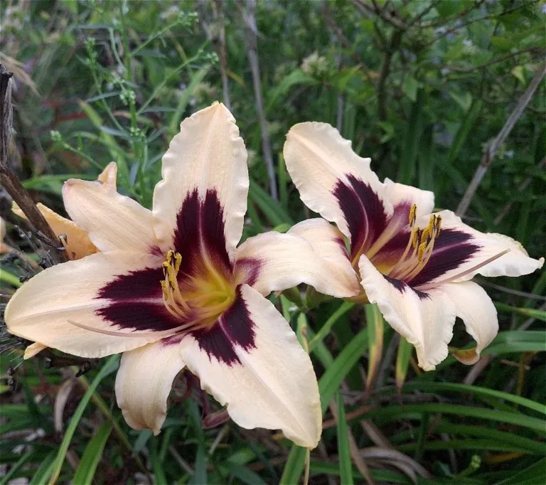 Hemerocallis 'Wild Horses'