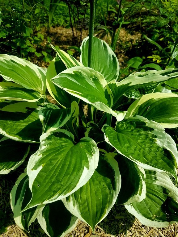 hosta patriot