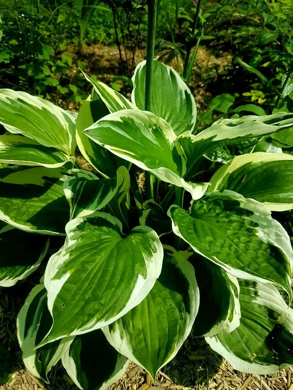 hosta patriot