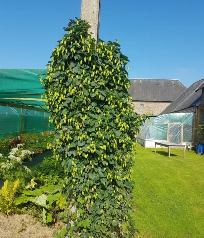 Humulus lupulus 'Cascade'