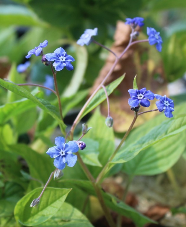 Omphalodes verna