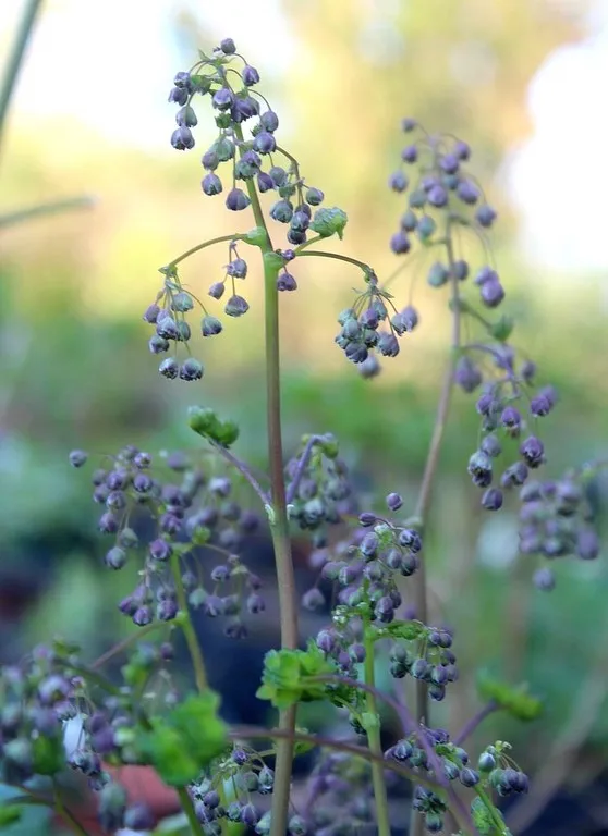 thalictrum dioicum