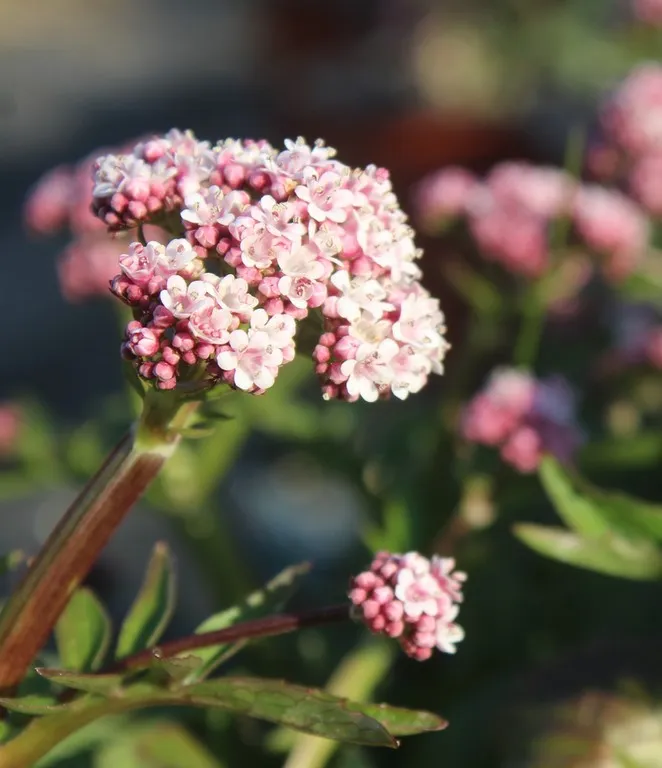 valeriana dioica
