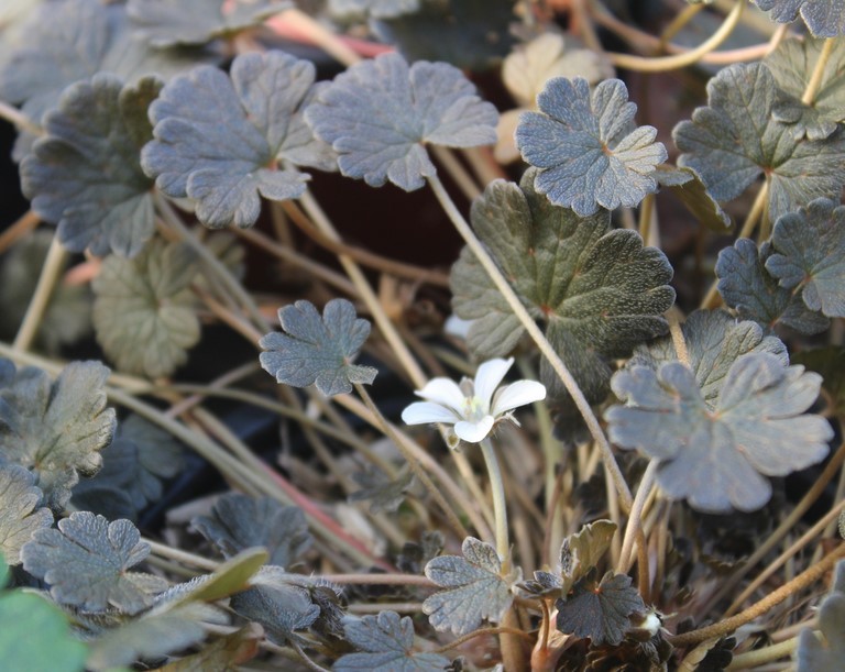 geranium sessiliflorum nigricans