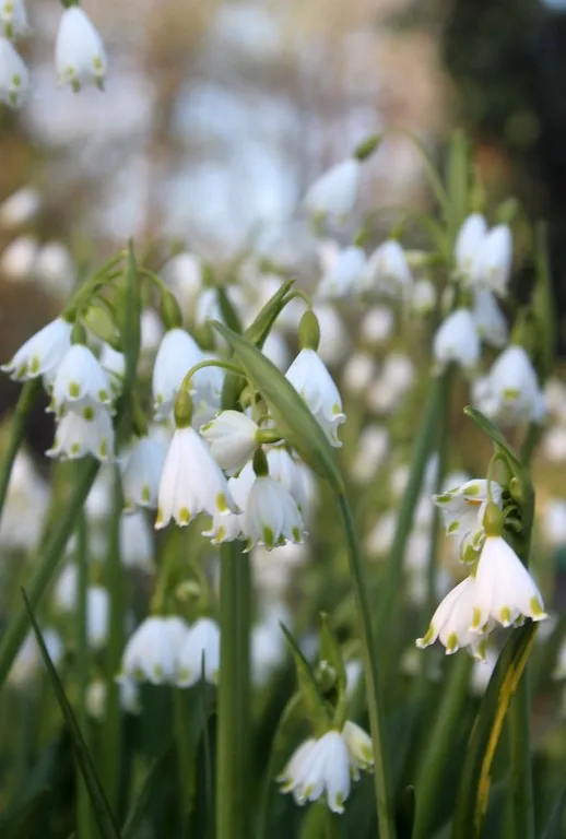 Leucojum aestivum 'gravetye giant'