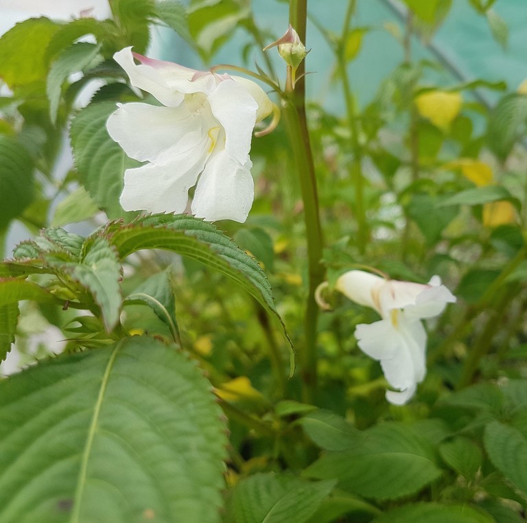 impatiens arguta alba