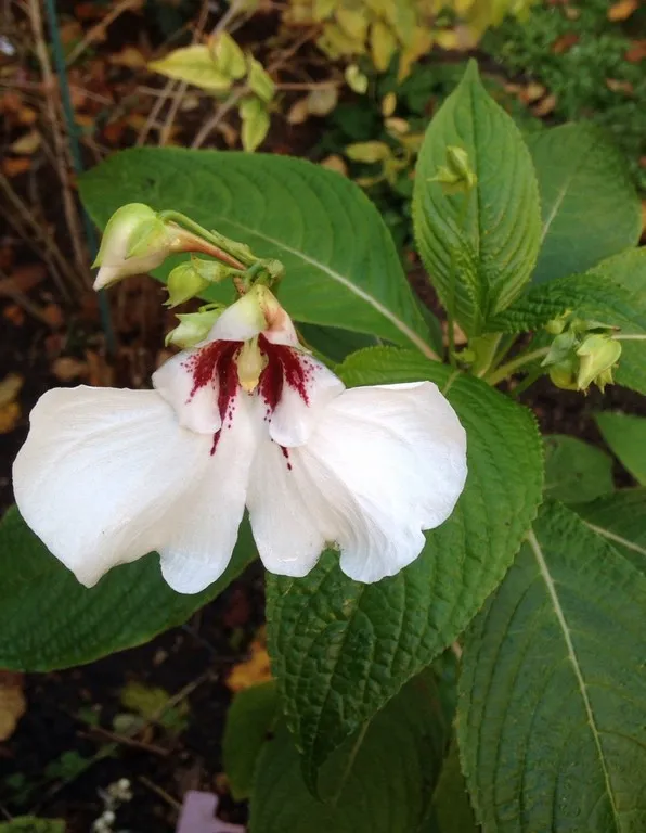 impatiens tinctoria