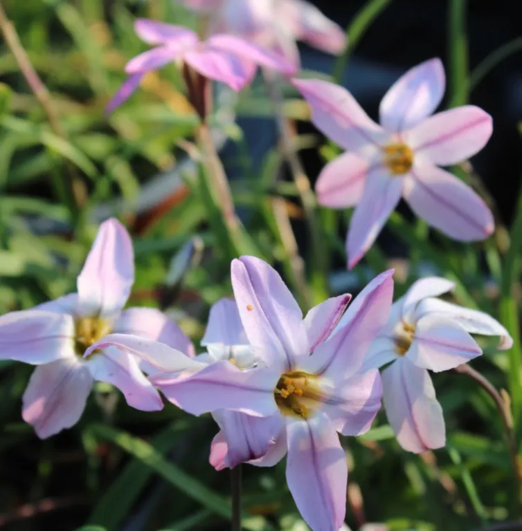 Ipheion 'Charlotte Bishop'