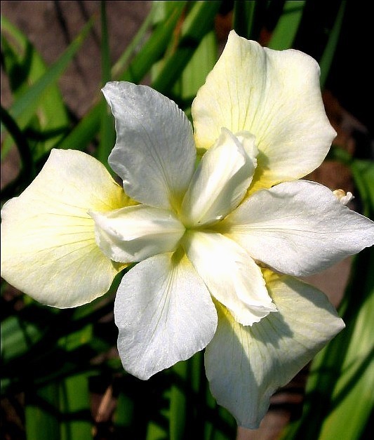 iris sibirica