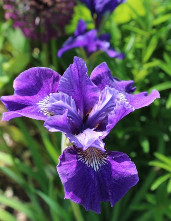 Iris louisiana 'Sea Wisp'