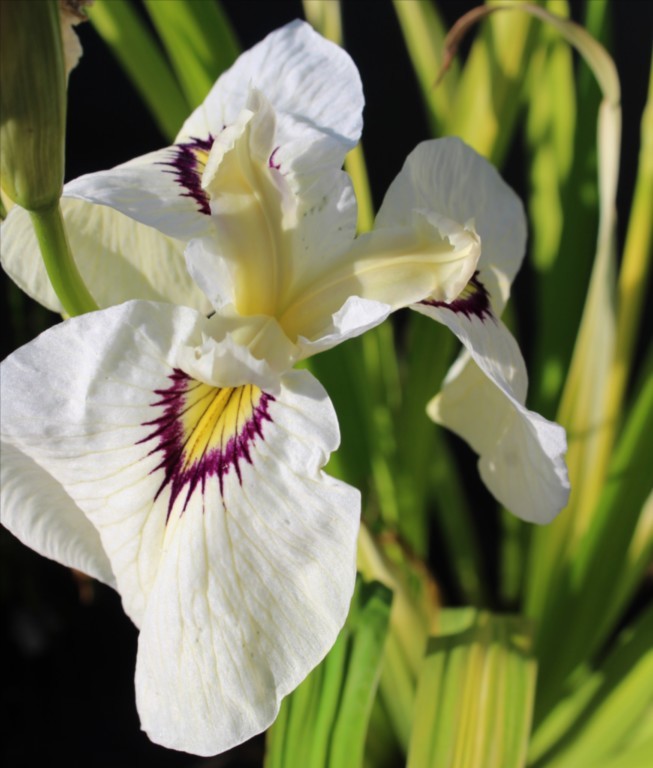 Iris pseudata 'Yukiyanagi'
